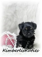 Brinley, a female Yorkipoo for sale in Lipan, TX – 2 of 4