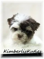 Pixie, a female Yorkshire Terrier for sale in Lipan, TX – 2 of 5