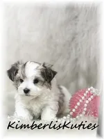 Poppy, a female Morkie for sale in Lipan, TX – 3 of 4