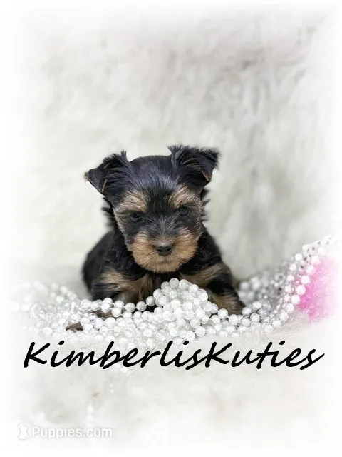 Blakely – Yorkshire Terrier puppy for sale in Lipan, TX