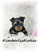 Blakely, a female Yorkshire Terrier for sale in Lipan, TX – 1 of 3