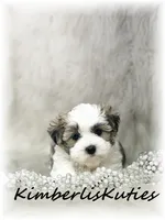 Nikki, a female Morkie for sale in Lipan, TX – 5 of 5