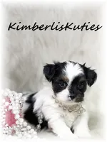 Blair, a female Yorkipoo for sale in Lipan, TX – 2 of 3