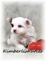 Seth, a male Yorkshire Terrier for sale in Lipan, TX – Photo 2 of 5