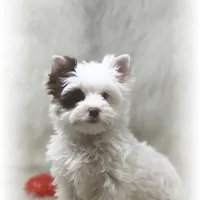 Seth, a male Yorkshire Terrier for sale in Lipan, TX – Photo 2 of 6