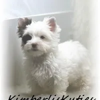 Seth, a male Yorkshire Terrier for sale in Lipan, TX – Photo 5 of 6