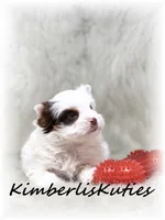 Seth, a male Yorkshire Terrier for sale in Lipan, TX – Photo 4 of 5