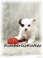 Seth, a male Yorkshire Terrier for sale in Lipan, TX – Photo 1 of 5