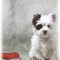 Seth, a male Yorkshire Terrier for sale in Lipan, TX – Photo 6 of 6