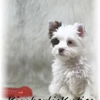 Seth, a male Yorkshire Terrier for sale in Lipan, TX – Photo 3 of 6