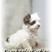 Seth, a male Yorkshire Terrier for sale in Lipan, TX – Photo 4 of 6