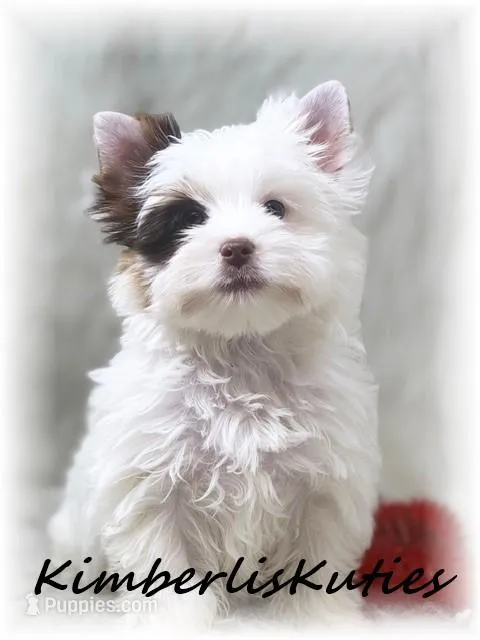 Seth – Yorkshire Terrier puppy for sale in Lipan, TX