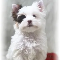 Seth, a male Yorkshire Terrier for sale in Lipan, TX – Photo 1 of 6