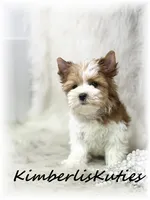 Skyler, a female Yorkshire Terrier for sale in Lipan, TX – 1 of 3