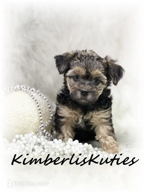 Maggie – Yorkipoo puppy for sale in Lipan, TX
