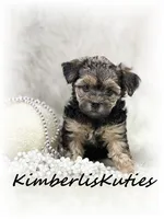 Maggie, a female Yorkipoo for sale in Lipan, TX – 1 of 4