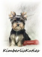 Spence, a male Yorkshire Terrier for sale in Lipan, TX – 3 of 3
