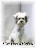 Paxton, a male Morkie for sale in Lipan, TX – 2 of 4