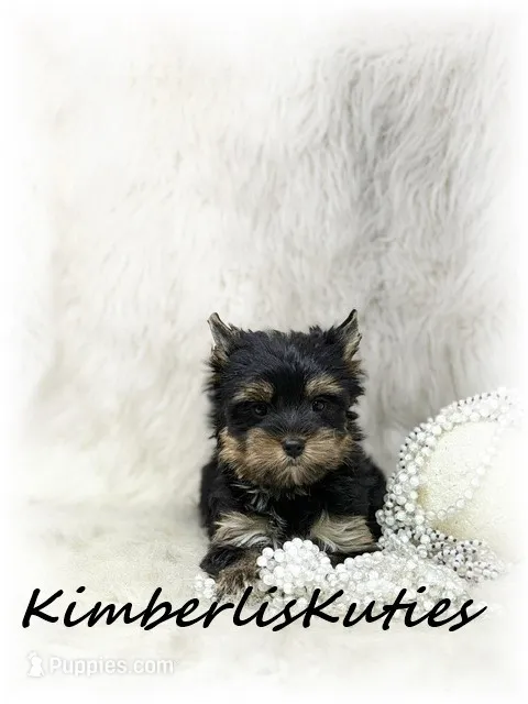 Blair – Yorkshire Terrier puppy for sale in Lipan, TX