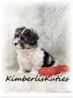 Milo, a male Yorkipoo for sale in Lipan, TX – Photo 2 of 3