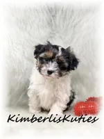 Milo, a male Yorkipoo for sale in Lipan, TX – Photo 3 of 3