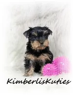 Khloe, a female Yorkshire Terrier for sale in Lipan, TX – 2 of 3