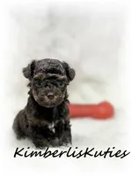 Miles, a male Yorkipoo for sale in Lipan, TX – 1 of 2