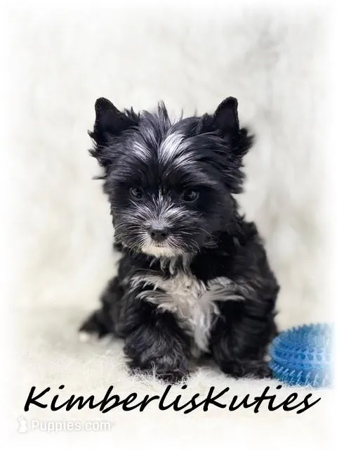 (KB) Beau – Yorkshire Terrier puppy for sale in Lipan, TX