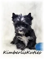 (KB) Beau, a male Yorkshire Terrier for sale in Lipan, TX – Photo 1 of 5