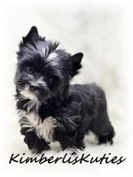 (KB) Beau, a male Yorkshire Terrier for sale in Lipan, TX – Photo 2 of 5