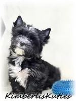 (KB) Beau, a male Yorkshire Terrier for sale in Lipan, TX – Photo 4 of 5