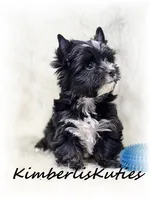 (KB) Beau, a male Yorkshire Terrier for sale in Lipan, TX – Photo 5 of 5