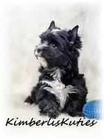 (KB) Beau, a male Yorkshire Terrier for sale in Lipan, TX – Photo 3 of 5