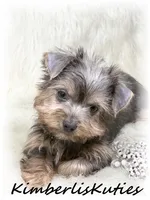 Ava, a female Morkie for sale in Lipan, TX – Photo 3 of 3
