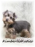 Ava, a female Morkie for sale in Lipan, TX – Photo 2 of 3