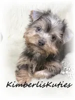 Ava, a female Morkie for sale in Lipan, TX – Photo 1 of 3