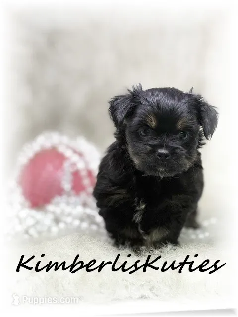 Brinley – Yorkipoo puppy for sale in Lipan, TX
