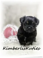 Brinley, a female Yorkipoo for sale in Lipan, TX – 1 of 4