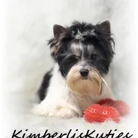 Onyx, a male Yorkshire Terrier for sale in Lipan, TX – Photo 3 of 4