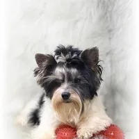 Onyx, a male Yorkshire Terrier for sale in Lipan, TX – Photo 2 of 4