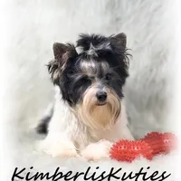 Onyx, a male Yorkshire Terrier for sale in Lipan, TX – Photo 1 of 4