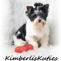 Onyx, a male Yorkshire Terrier for sale in Lipan, TX – Photo 4 of 4