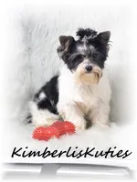 Onyx, a male Yorkshire Terrier for sale in Lipan, TX – Photo 4 of 4