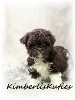 Tess, a female Maltipoo for sale in Lipan, TX – 2 of 3