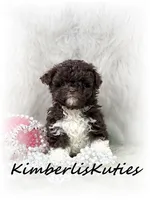 Tess, a female Maltipoo for sale in Lipan, TX – 3 of 3