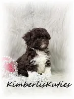Tess, a female Maltipoo for sale in Lipan, TX – 1 of 3