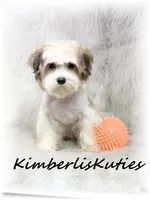 Nemo, a male Morkie for sale in Lipan, TX – 4 of 5
