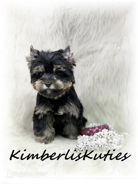 Brooklyn – Yorkshire Terrier puppy for sale in Lipan, TX