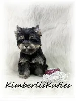 Brooklyn, a female Yorkshire Terrier for sale in Lipan, TX – 1 of 1