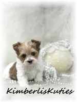 Little Harper, a female Papillon and Yorkshire Terrier for sale in Lipan, TX – 4 of 4